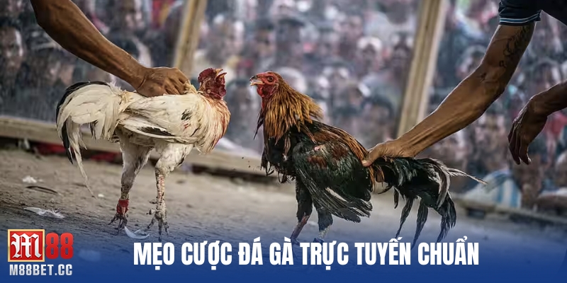 Mẹo cược đá gà trực tuyến chuẩn