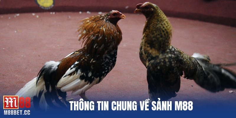 Thông tin chung về sảnh M88