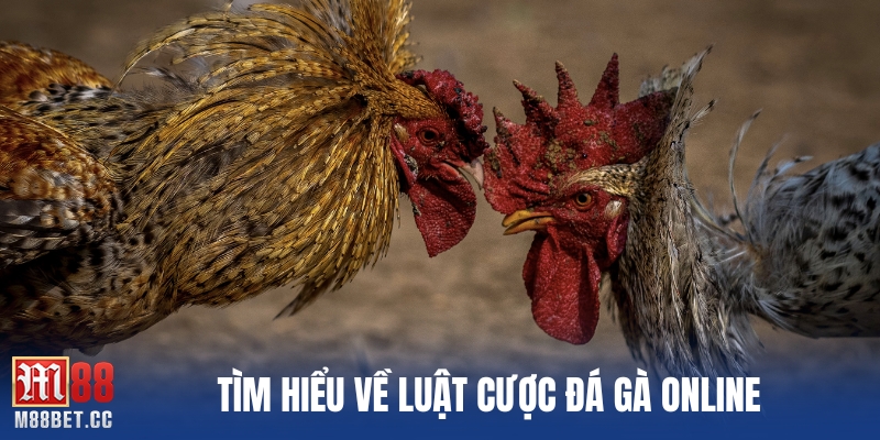 Tìm hiểu về luật cược đá gà online