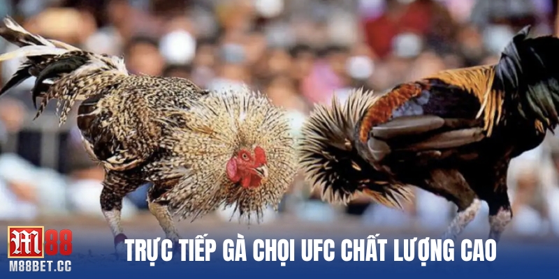 Trực tiếp gà chọi UFC chất lượng cao
