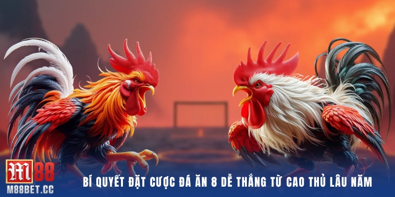 Bí quyết đặt cược đá ăn 8 dễ thắng từ cao thủ lâu năm