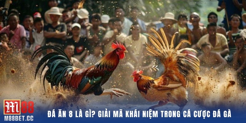 Đá ăn 8 là gì? Giải mã khái niệm trong cá cược đá gà  