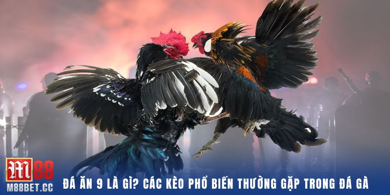 Đá ăn 9 là gì? Khám phá các kèo phổ biến thường gặp trong đá gà