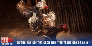 đá ăn 9 là gì