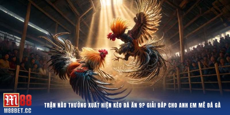 Trận nào thường xuất hiện kèo đá ăn 9? Giải đáp cho anh em mê đá gà