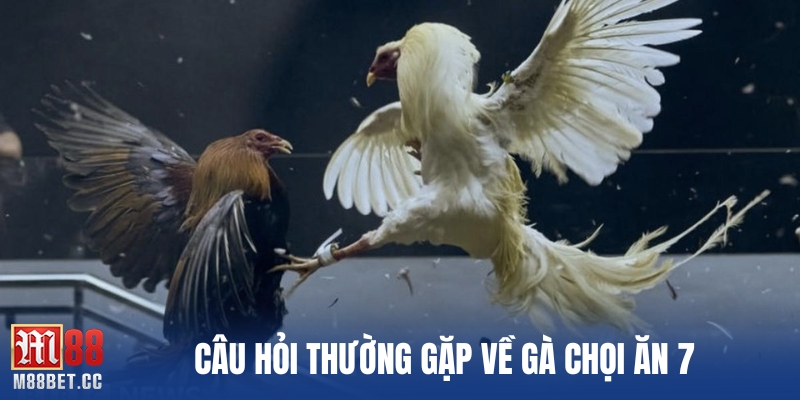 Câu hỏi thường gặp về gà chọi ăn 7