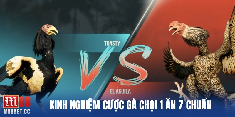 Kinh nghiệm cược gà chọi 1 ăn 7 chuẩn
