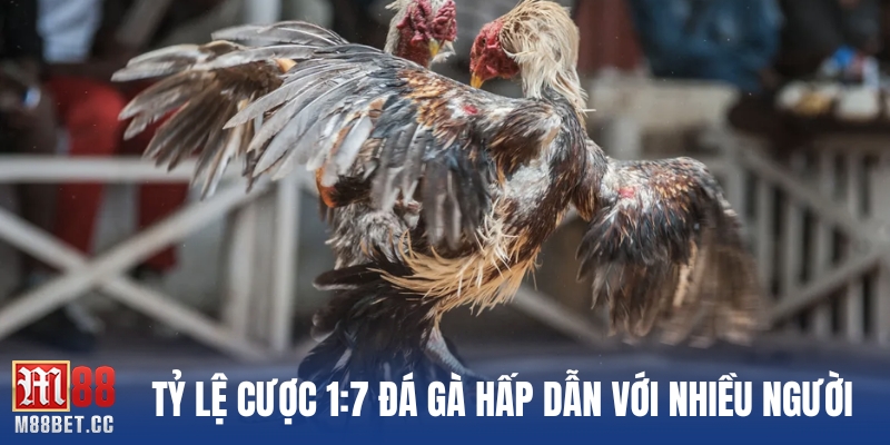 Tỷ lệ cược 1:7 đá gà hấp dẫn với nhiều người